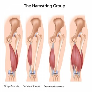 hamstring